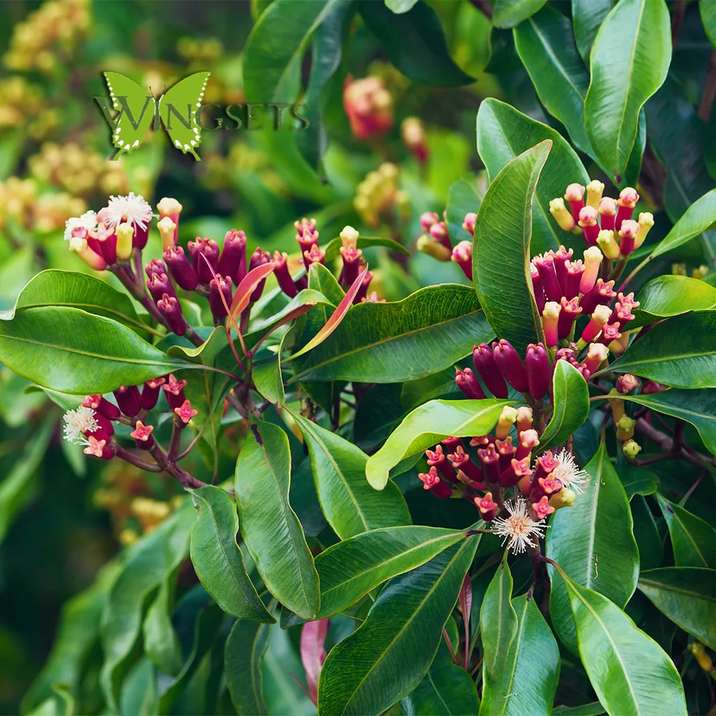 Clove Leaf (Eugenia caryophyllata) essential oil