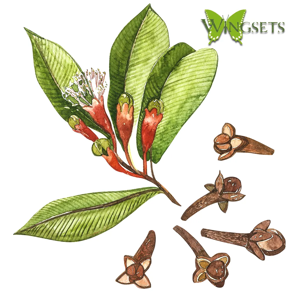 Clove Leaf (Eugenia caryophyllata) essential oil
