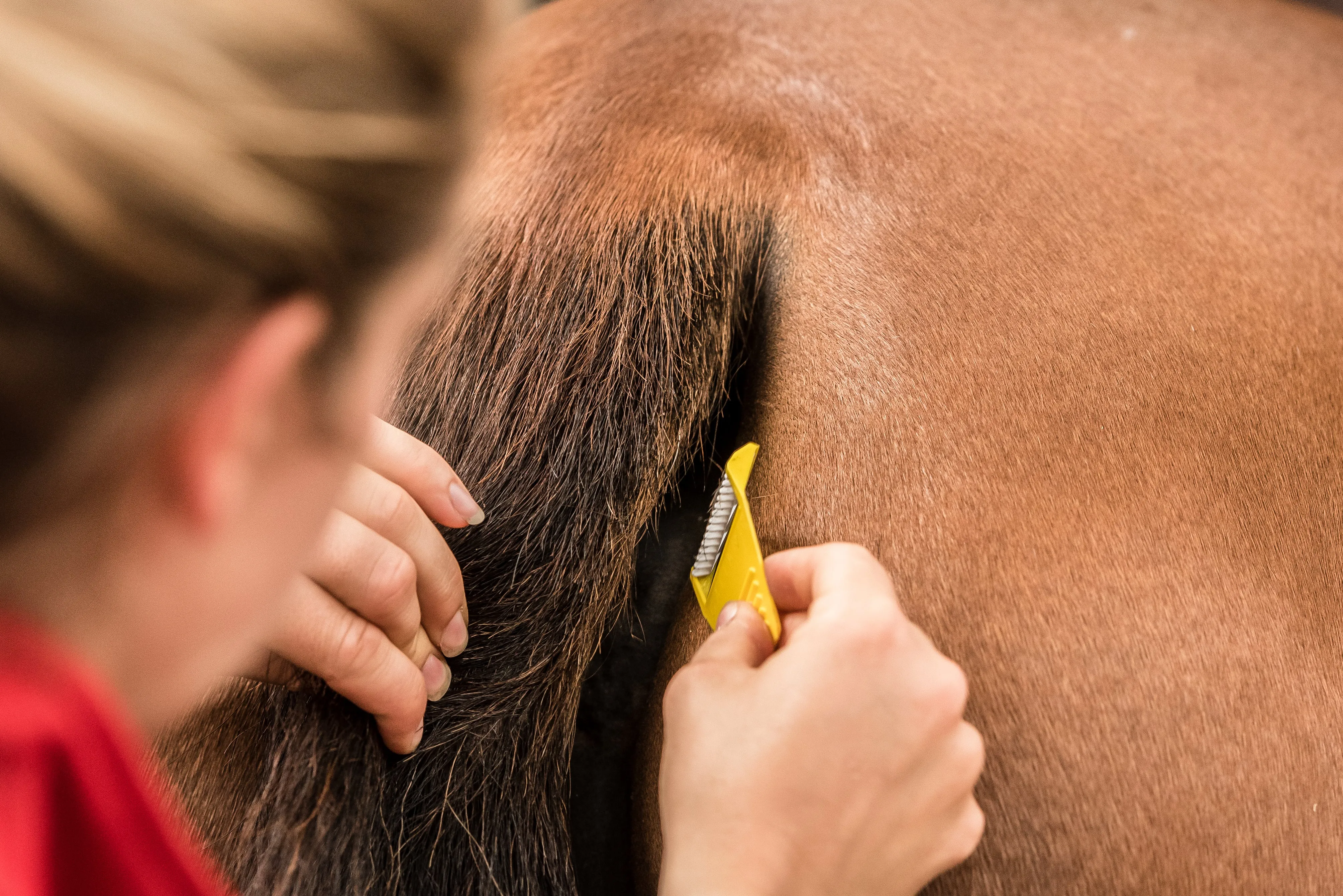 Equishave - horse safety razor