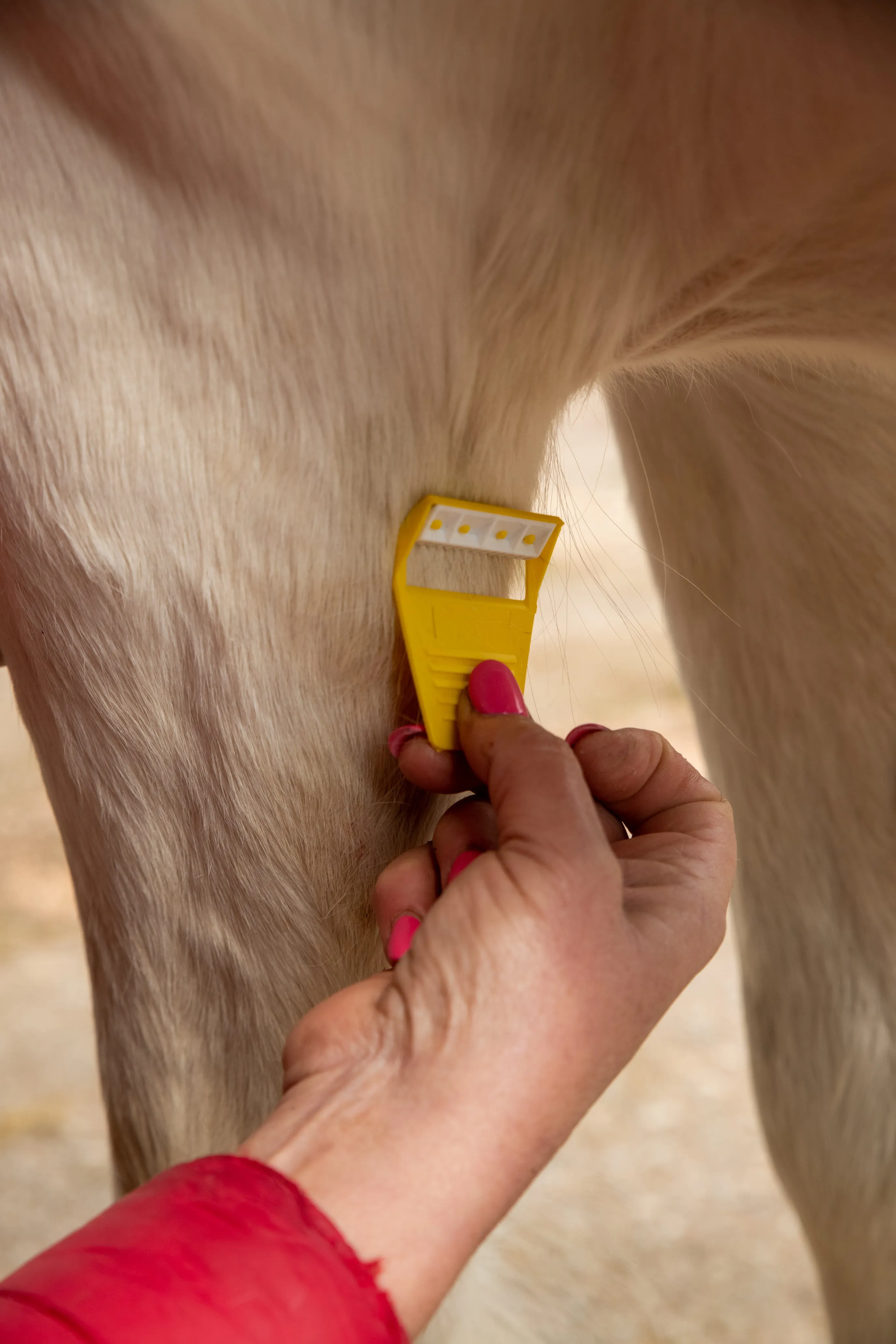 Equishave - horse safety razor