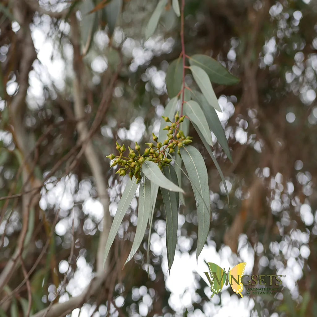Eucalyptus Blue Mallee (Eucalyptus polybractea), organic, essential oil
